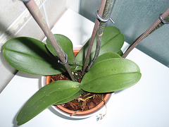 phalaenopsis P2030284