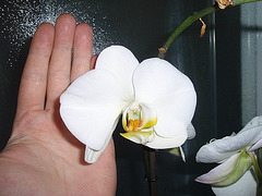 phalaenopsis P2030295