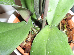 phalaenopsis P2030299