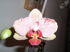 phalaenopsis P2230086