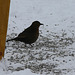 Amsel am Futterhaus