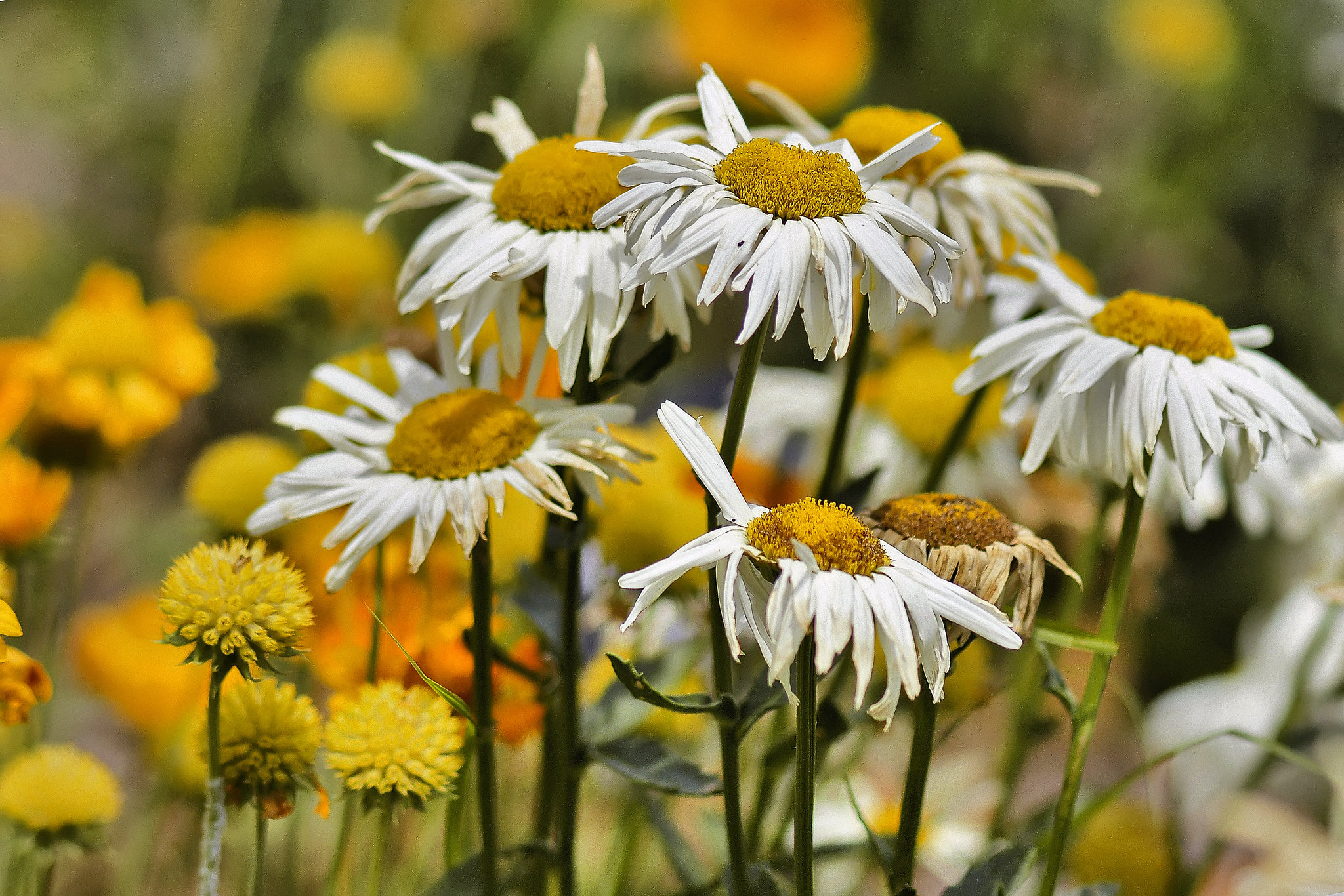 Daisies – National Arboretum, Washington DC