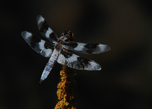 dsc_7265