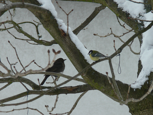 Vögel im Winter