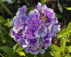 "Franz Schubert" Phlox – National Arboretum, Washington DC