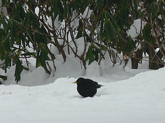 Amsel auf der Futtersuche