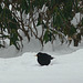 Amsel auf der Futtersuche