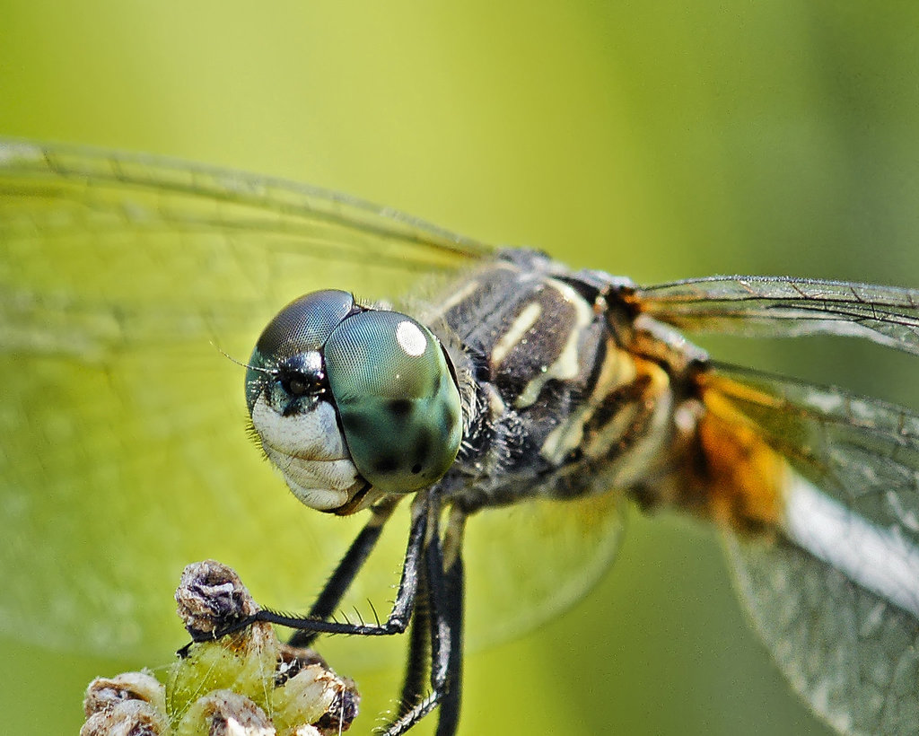 Mugging for the Camera – National Arboretum, Washington DC