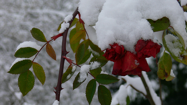 rotes Schneewittchen