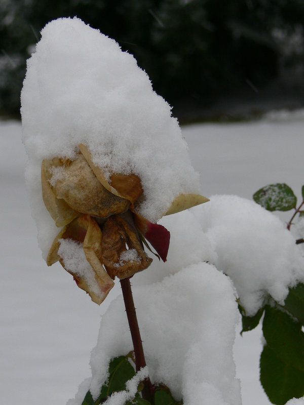 Schneehaube