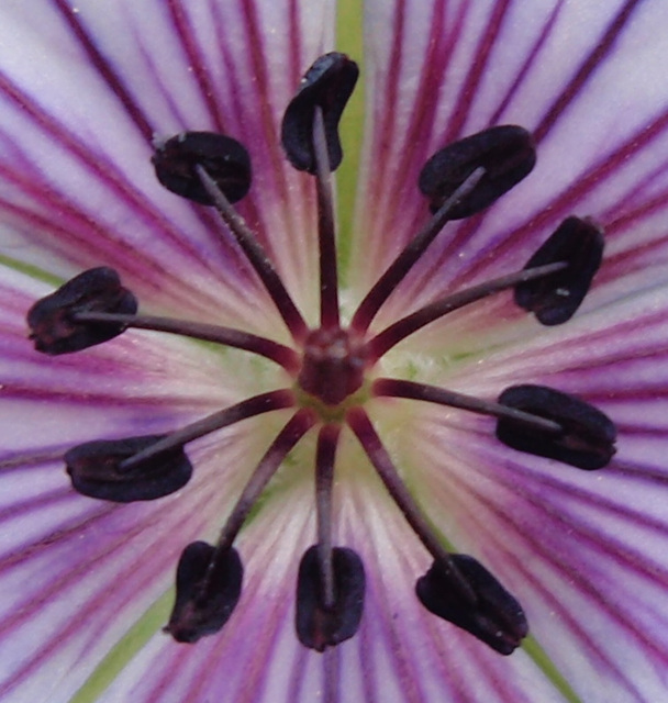 geranium 'crystal lake' P9190162-2