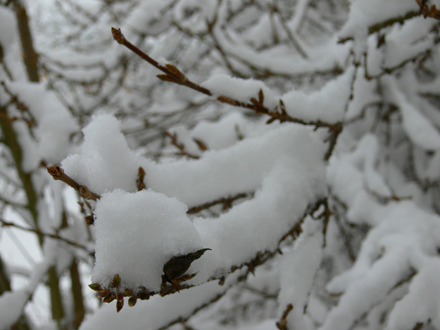 Schneezweige