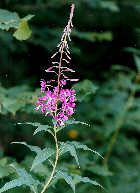 Epilobium angustifolium