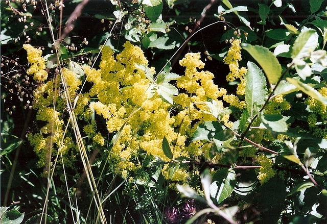 Galium verum- Gaillet vrai