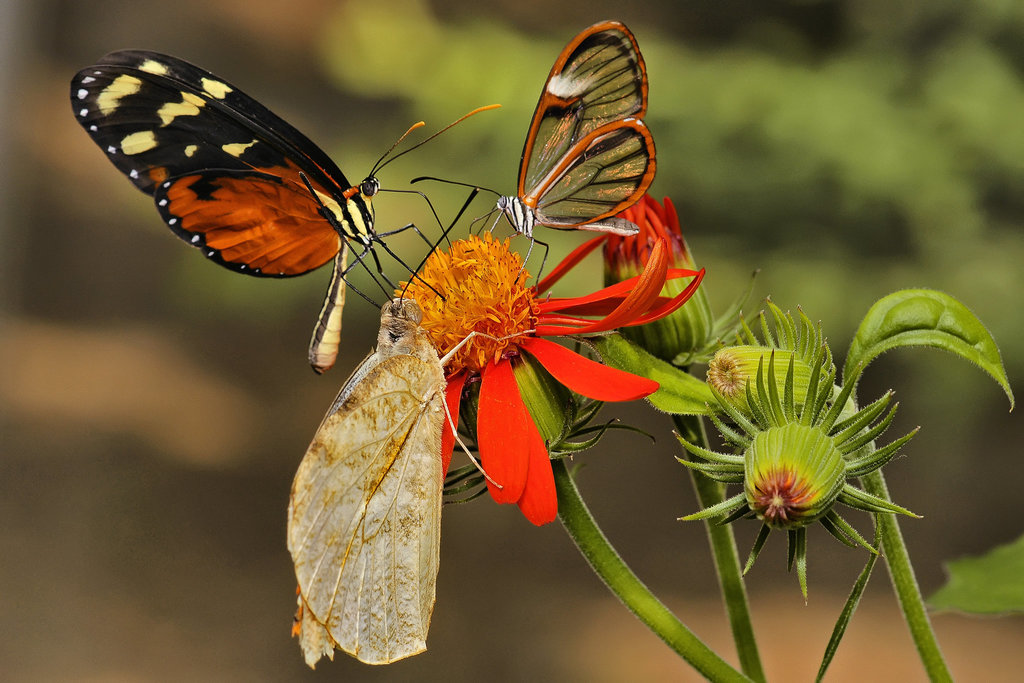 Commensality – Brookside Gardens