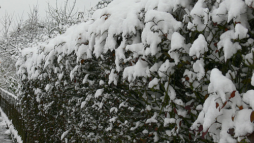 Der Winter hält Einzug - 2010