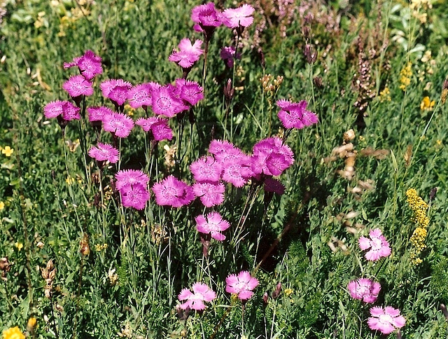 Dianthus seguieri