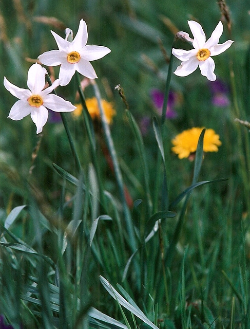 Narcissus poeticus