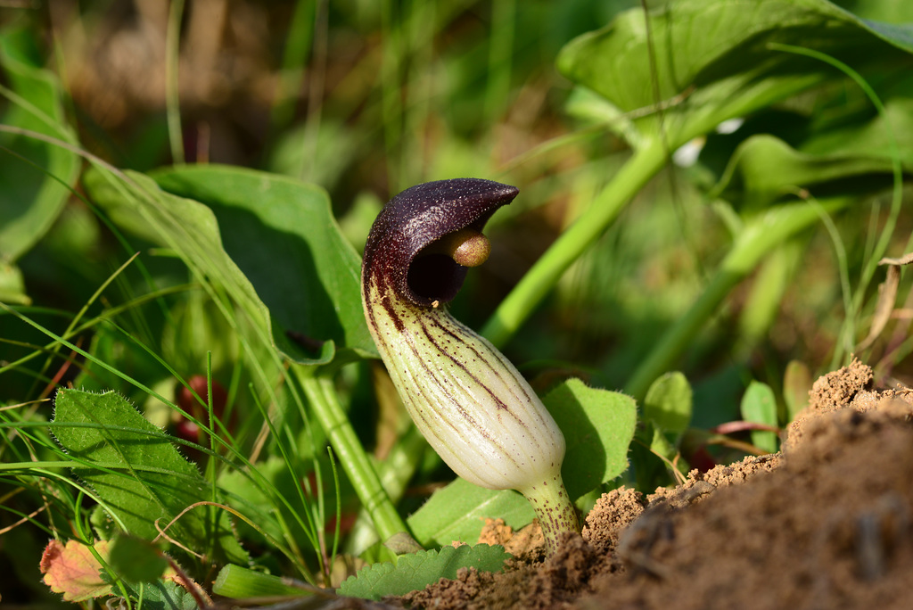Arisarum simorrhinum, Candeia, Capuz de fradinho