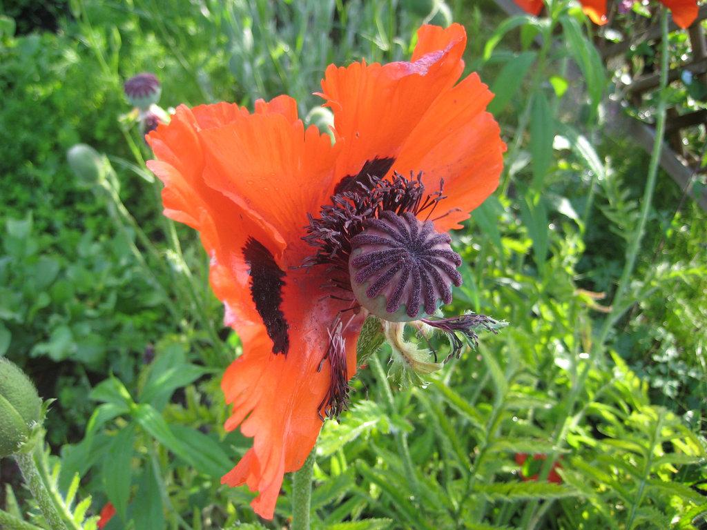verblühter Mohn (Papaver)