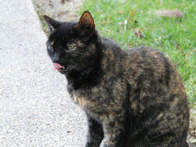 chat des canaries