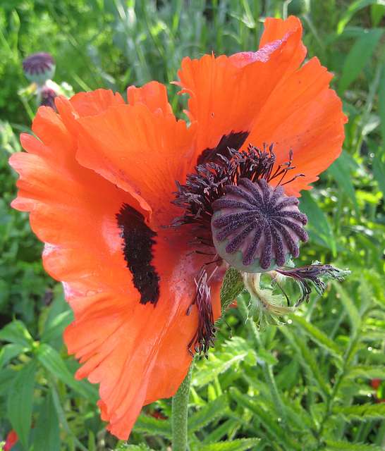 verblühter Mohn (Papaver)