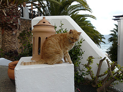 chat des canaries