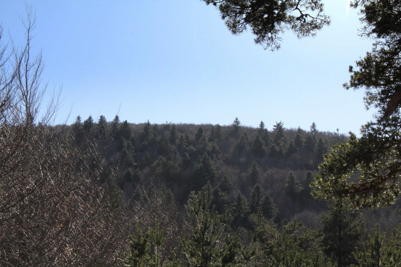 Hêtraie sapinière montagnarde