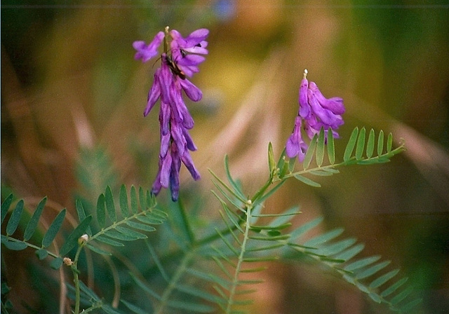 Vicia cracca