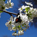 251 Grapevine Epimenis Moth on Bradford Pear blossom