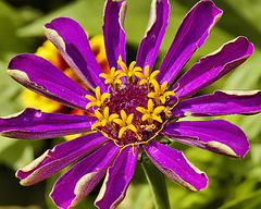 Purple Zinnia – National Arboretum, Washington DC