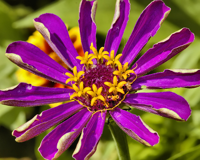 Purple Zinnia – National Arboretum, Washington DC