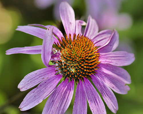 She Loves Me ... She Loves Me Not – National Arboretum, Washington DC
