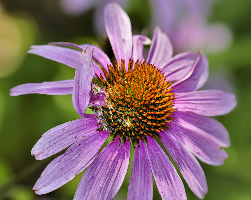 She Loves Me ... She Loves Me Not – National Arboretum, Washington DC