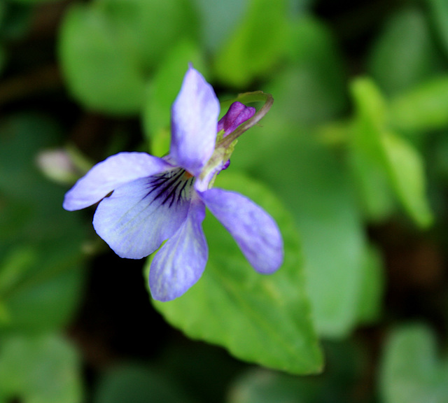 wood violet