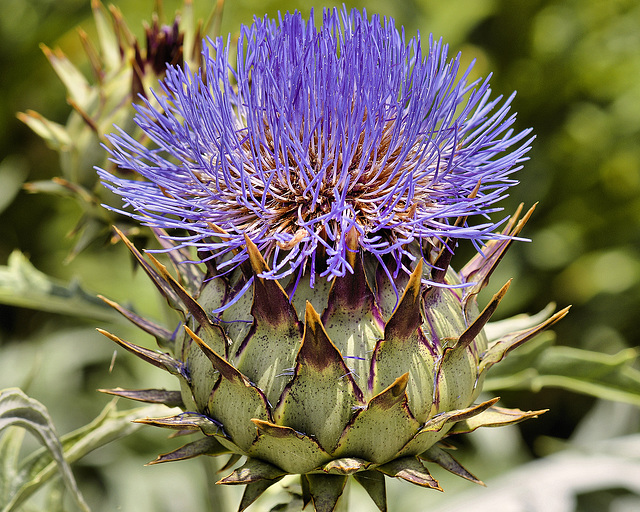 Cardoon – National Arboretum, Washington DC