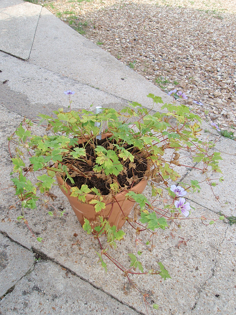 geranium 'crystal lake' P9190164