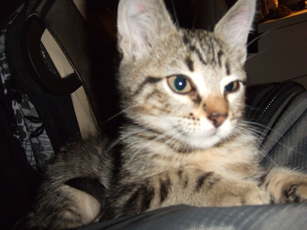 Chat 015