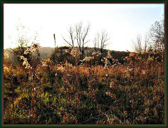 Late Autumn Palette