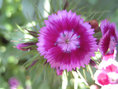 Bartnelke (Dianthus barbatus)