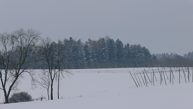 Hallertau im Winter