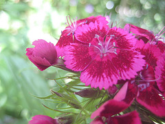 Bartnelke (Dianthus barbatus)