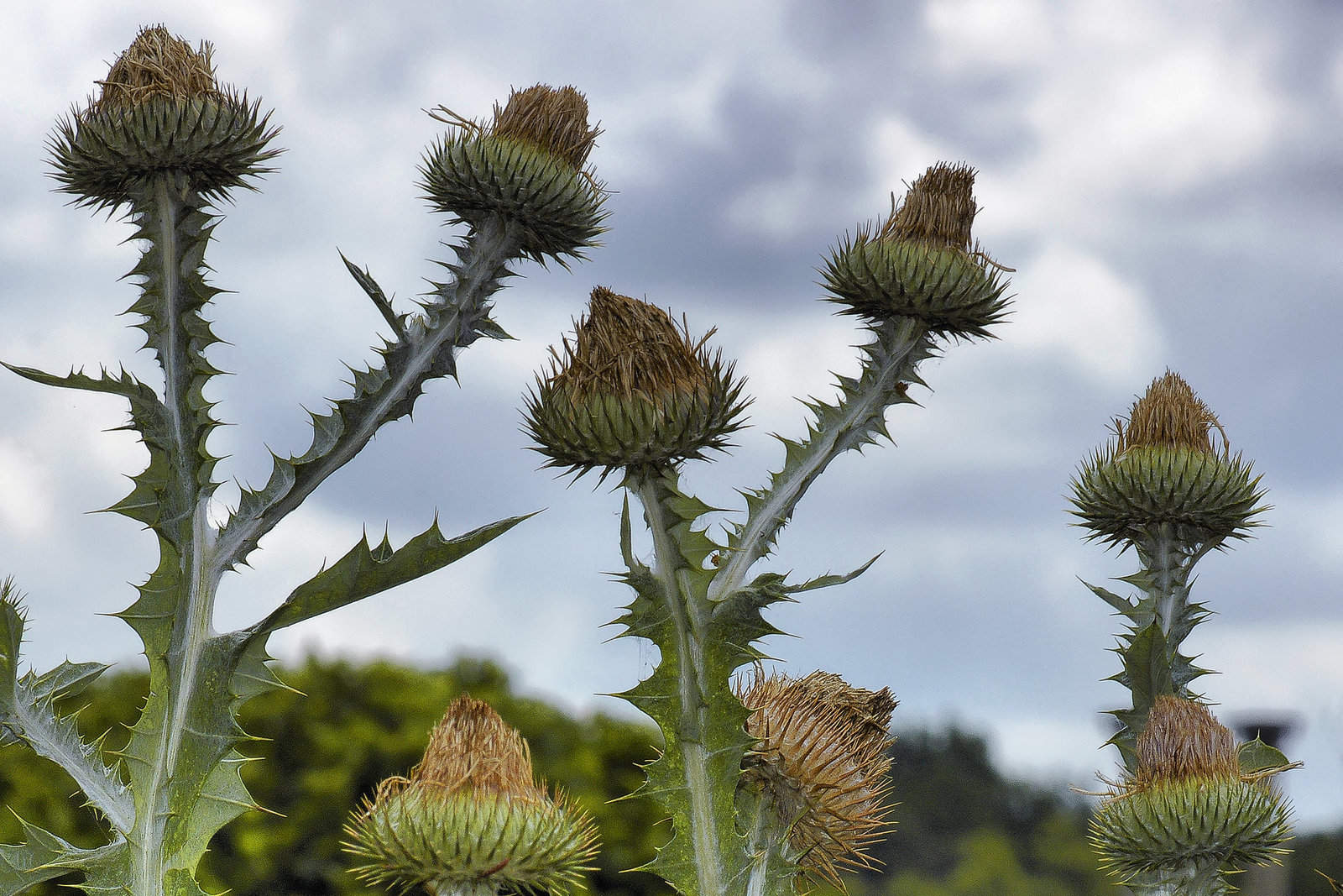 Scottish Thistles – National Arboretum, Washington DC
