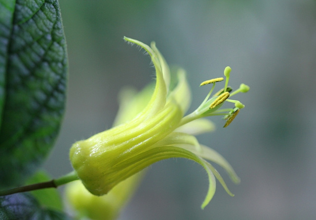 Passiflora citrina