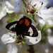 255 Grapevine Epimenis Moth on Bradford Pear blossom