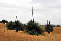 Grass tree (xantheria)