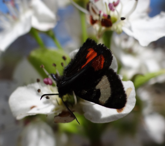 256 Grapevine Epimenis Moth on Bradford Pear blossom