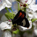 256 Grapevine Epimenis Moth on Bradford Pear blossom