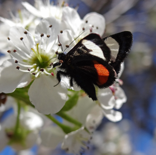 257 Grapevine Epimenis Moth on Bradford Pear blossom