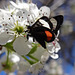 257 Grapevine Epimenis Moth on Bradford Pear blossom